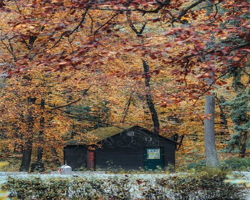 A wooden cabin in the forest during autumn